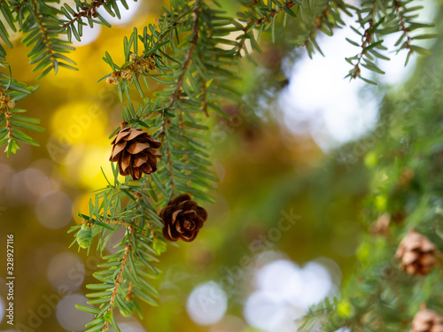 Tsuga canadensis - eastern hemlock, canadian hemlock tree with cones background photo