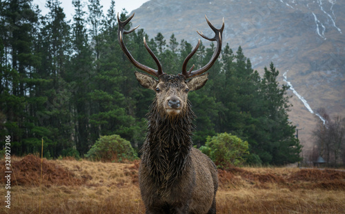 Monarch of the Glen