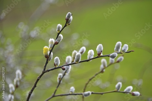 branches of the pussy willow (salix caprea)