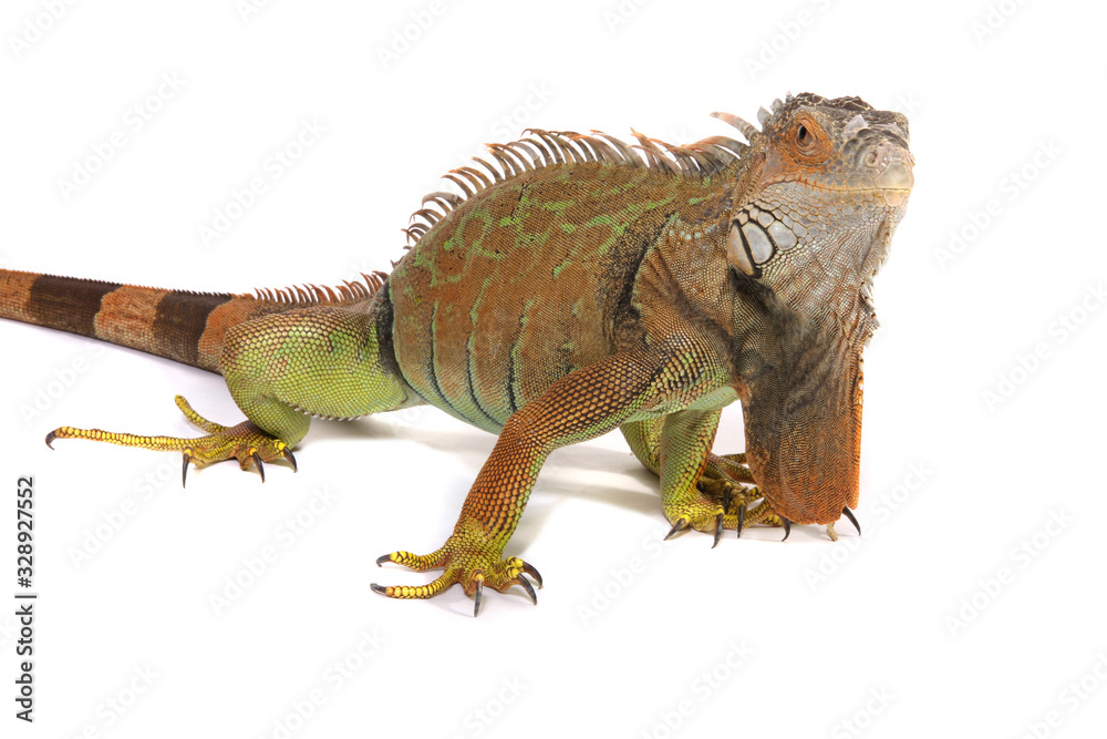 A studio photograph of a Iguana