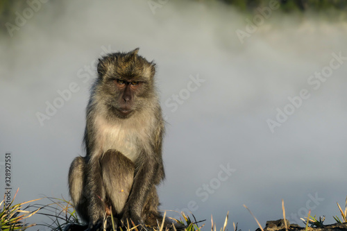 A cheeky monkey sitting on the rim of Kelimutu Volcano on Flores  Indonesia. The monkey is fixated on one point. There is a dense fog in the volcano s crater. Wild animal in natural habitat.
