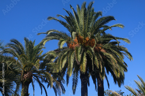 palmier dattier au maroc photo