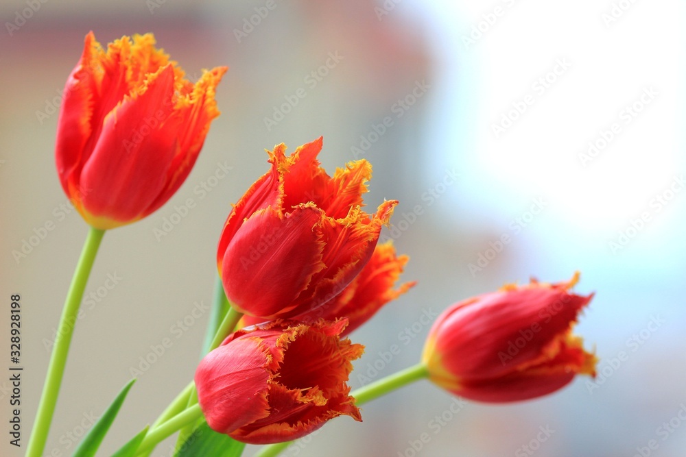 Red tulips close up