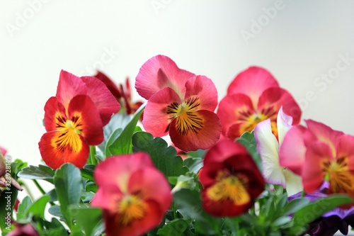 Pink pansies in the garden in spring