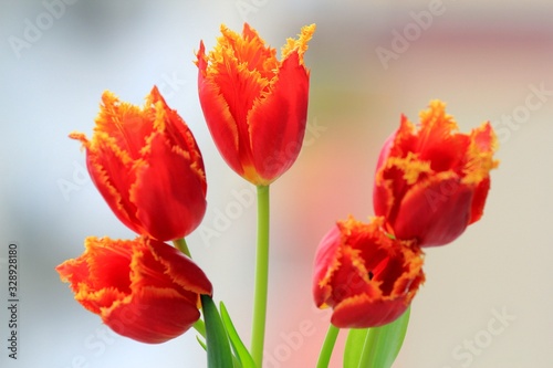 Red tulips close up © dinar12