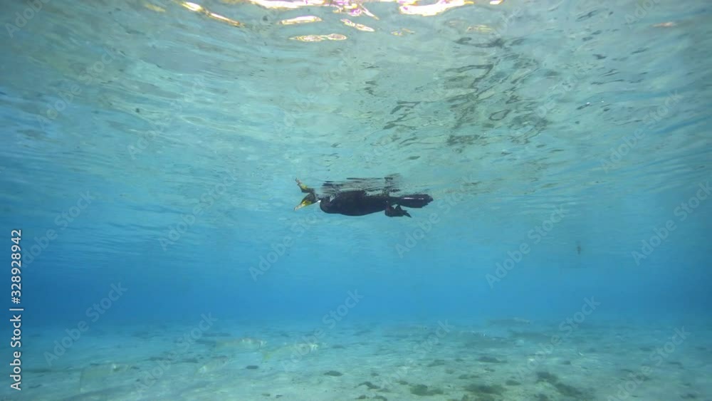 Double-crested Cormorant (Phalacrocorax auritus) hunting for fish, as seen from underwater.