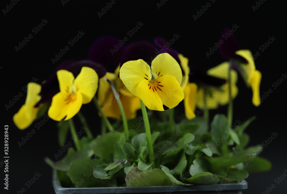 Closeup of a pansy flower Closeup of a pansy flower