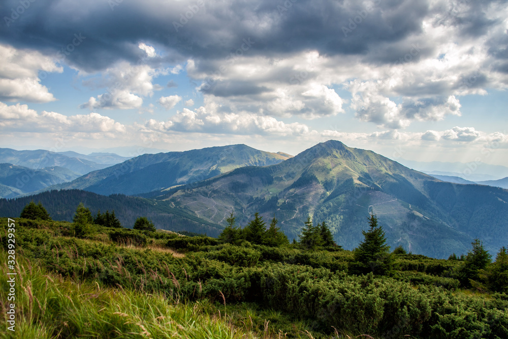 Conifer forest in classic Carpathian mountain valley Landscape