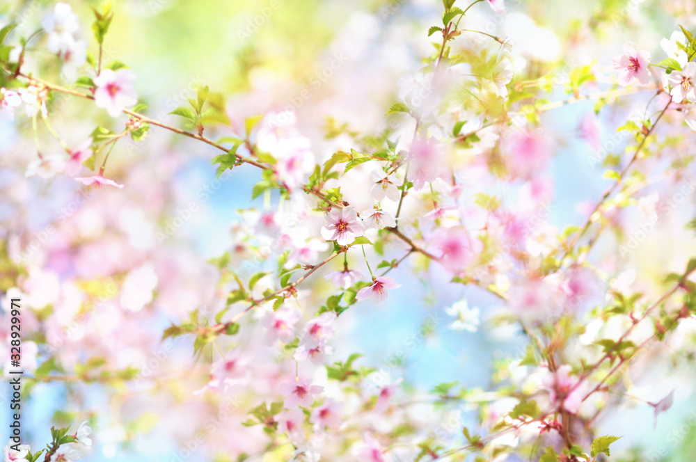 Spring cherry blossom, springtime pink flowers bloom, pastel and soft floral card, selective focus, shallow DOF, toned Spring cherry blossom, springtime pink flowers bloom, pastel and soft floral card, selective focus, shallow DOF, toned