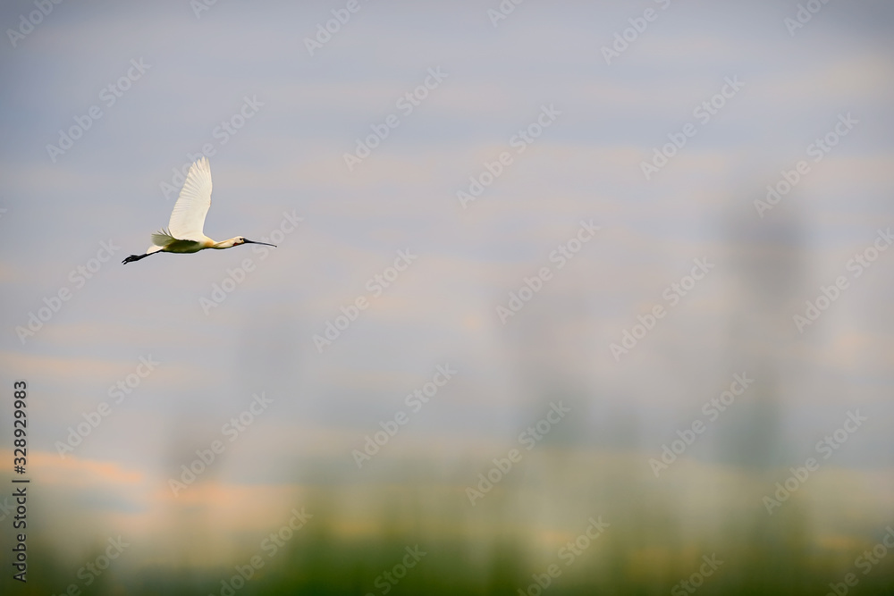 Eurasian Spoonbill - Platalea leucorodia, beautiful large fresh water bird from Euroasian lakes and swamps, Hortobagy, Hungary. Eurasian Spoonbill - Platalea leucorodia, beautiful large fresh water bird from Euroasian lakes and swamps, Hortobagy, Hungary.