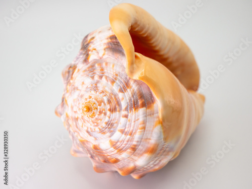 Obraz na plátně Shell in front of a white Backround with closeup focus
