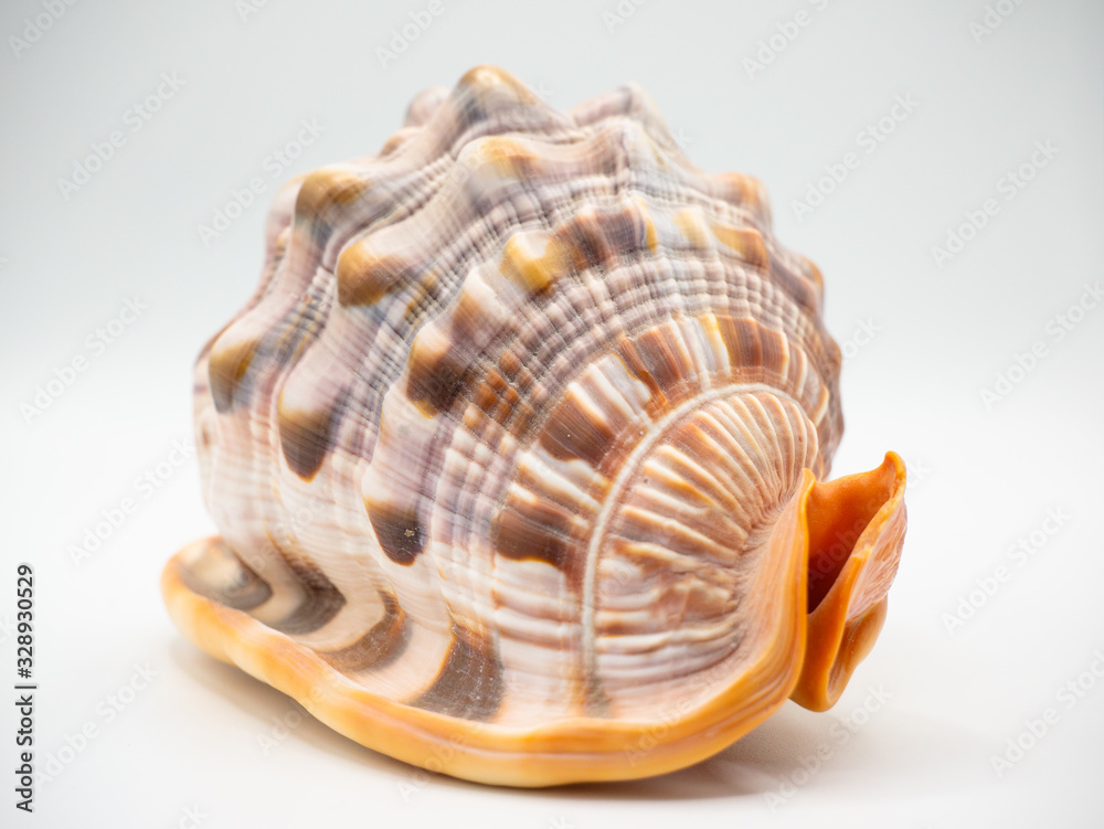 Shell in front of a white Backround with closeup focus Shell in front of a white Backround with closeup focus