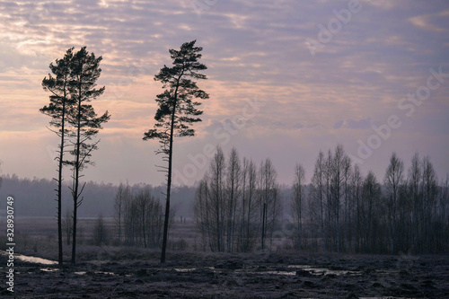 early spring with a haze of pines and a new forest photo