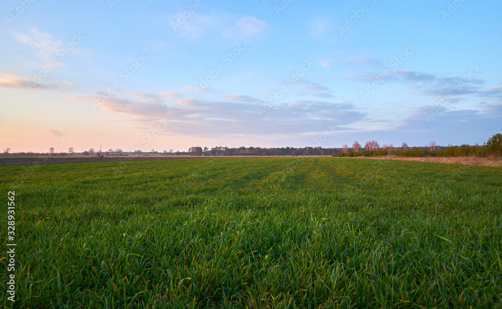 growing grain field in spring at sunset