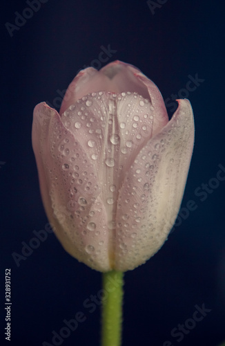 pink tulip with water drops