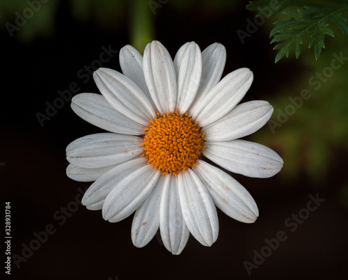 daisy on black background