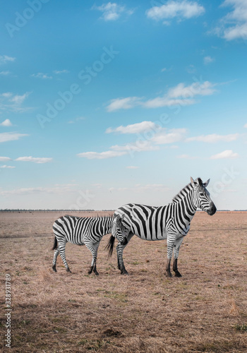 A zebra with her baby walks on a deserted field on a summer day in a national park