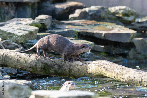 An otter walks across a branch, above a pool of water, with a second otter swimming below