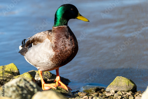A solitary male mallard duck stands on some rocks by a pond of water, looking to the right