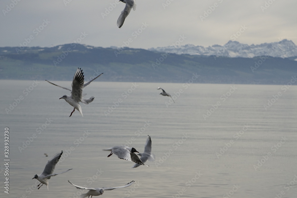 Naklejka premium Möven am Bodensee