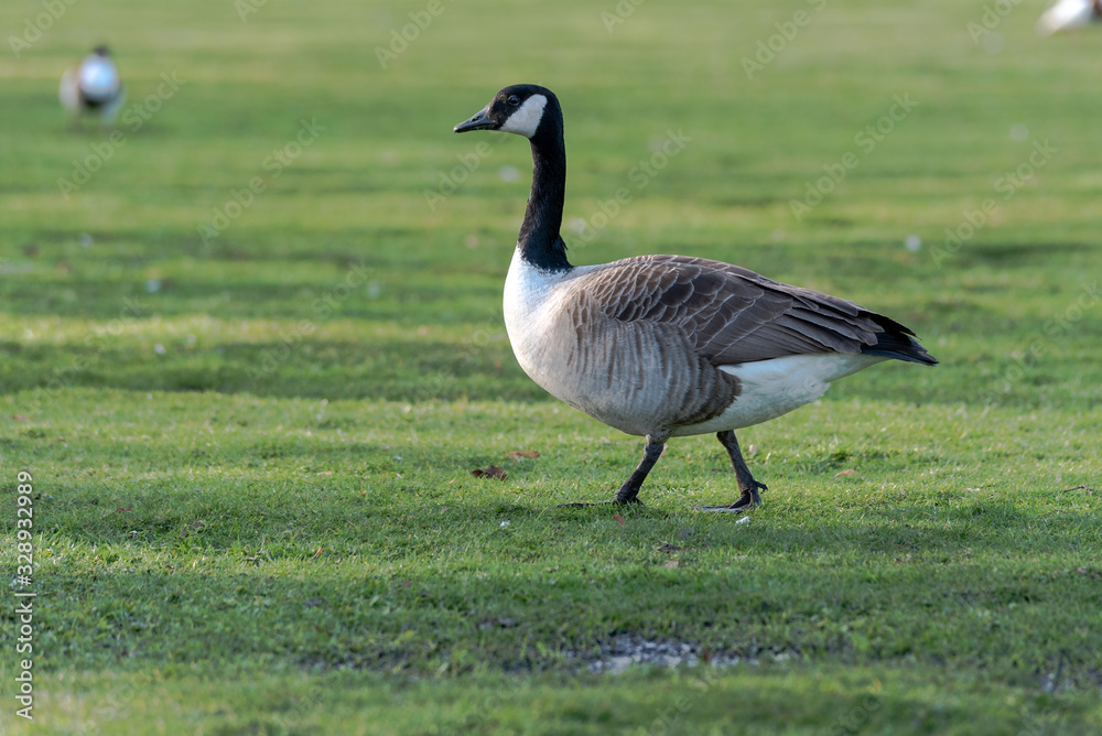 A solitary Canada Goose stands in the sunshine on grass A solitary Canada Goose stands in the sunshine on grass