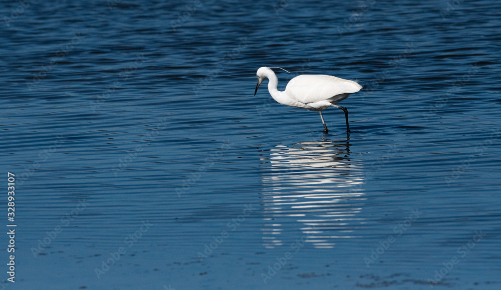 Aigrette garzette Aigrette garzette
