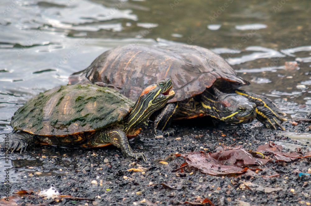 Obraz premium painted turtle,Chrysemys picta i