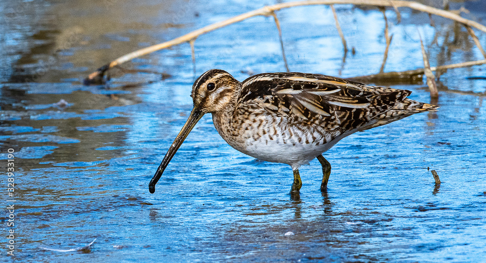 bécassine des marais 