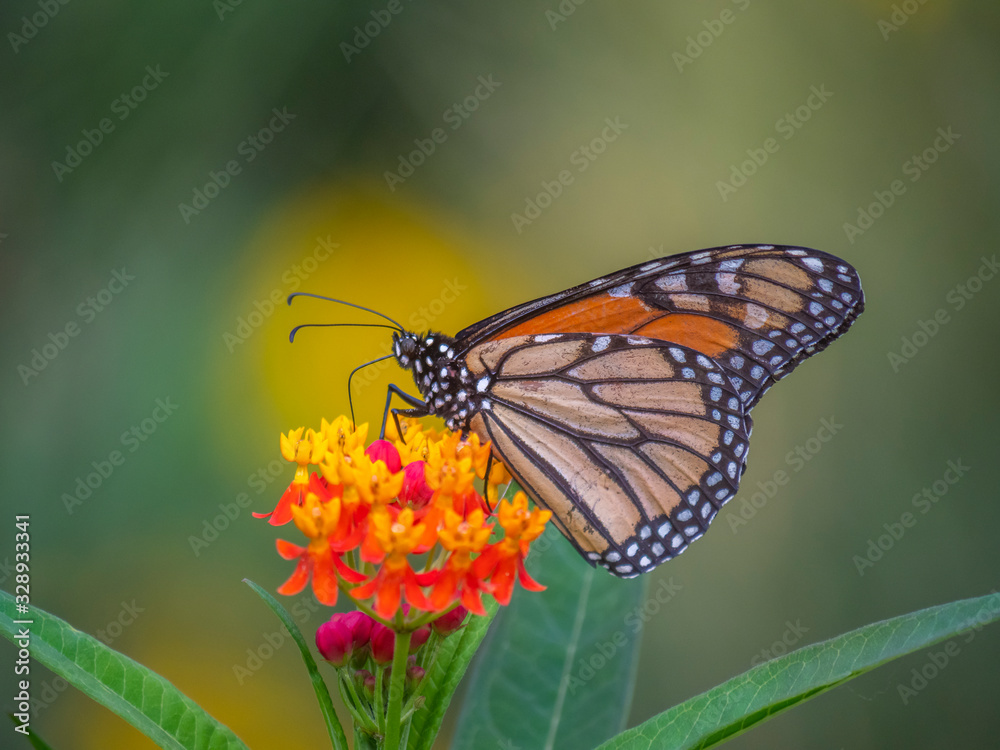 monarch butterfly,Danaus plexippus, monarch butterfly,Danaus plexippus,
