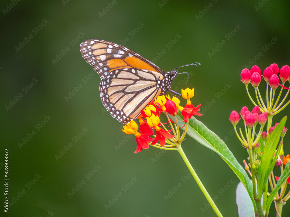 monarch butterfly,Danaus plexippus, monarch butterfly,Danaus plexippus,