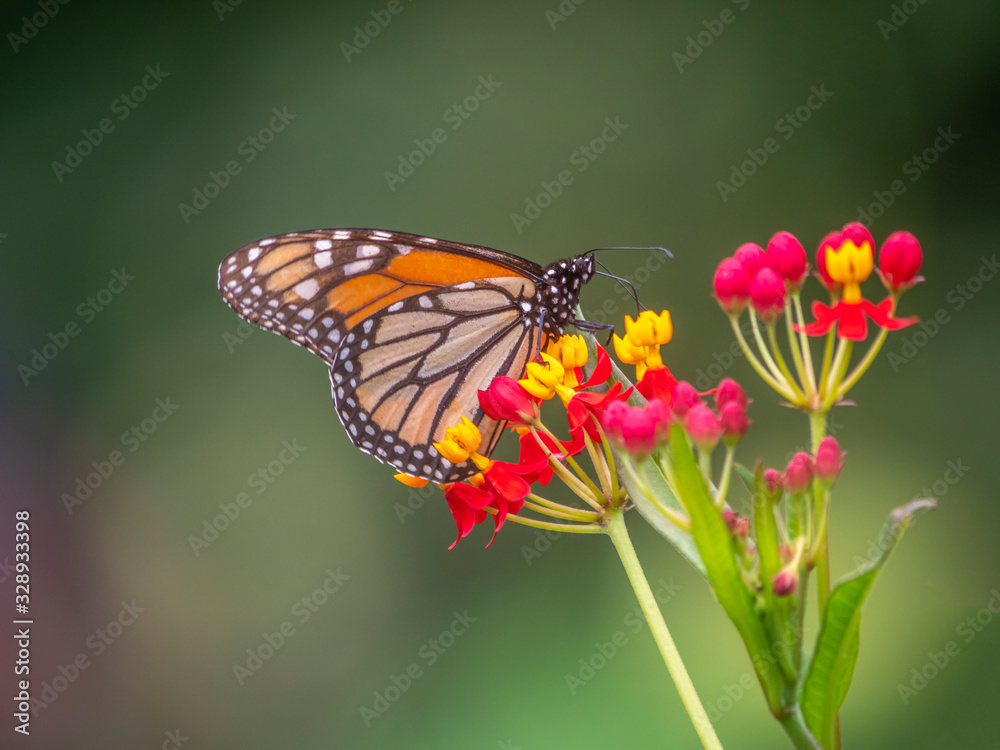 monarch butterfly,Danaus plexippus, monarch butterfly,Danaus plexippus,