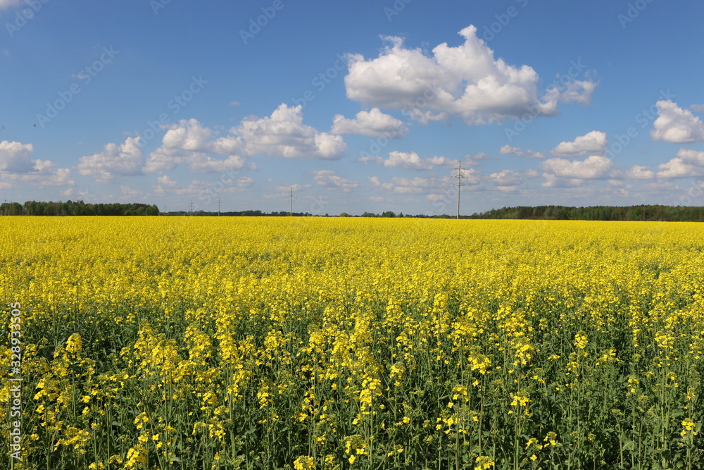 yellow field of oilseed rape