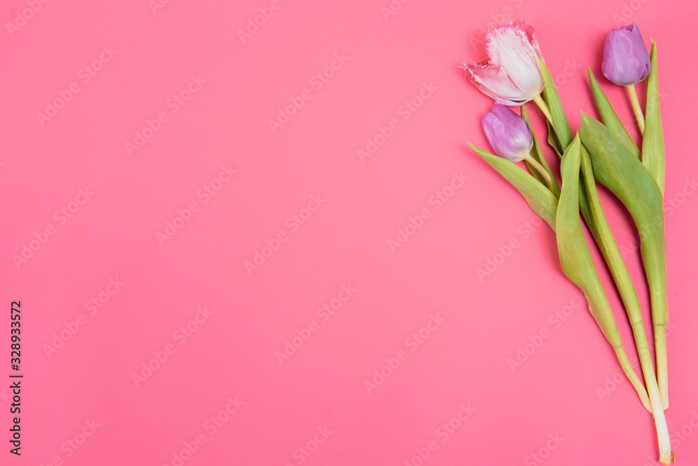 Pink tulips on the pink background. Flat lay, top view. Valentines background. Horizontal,, toned