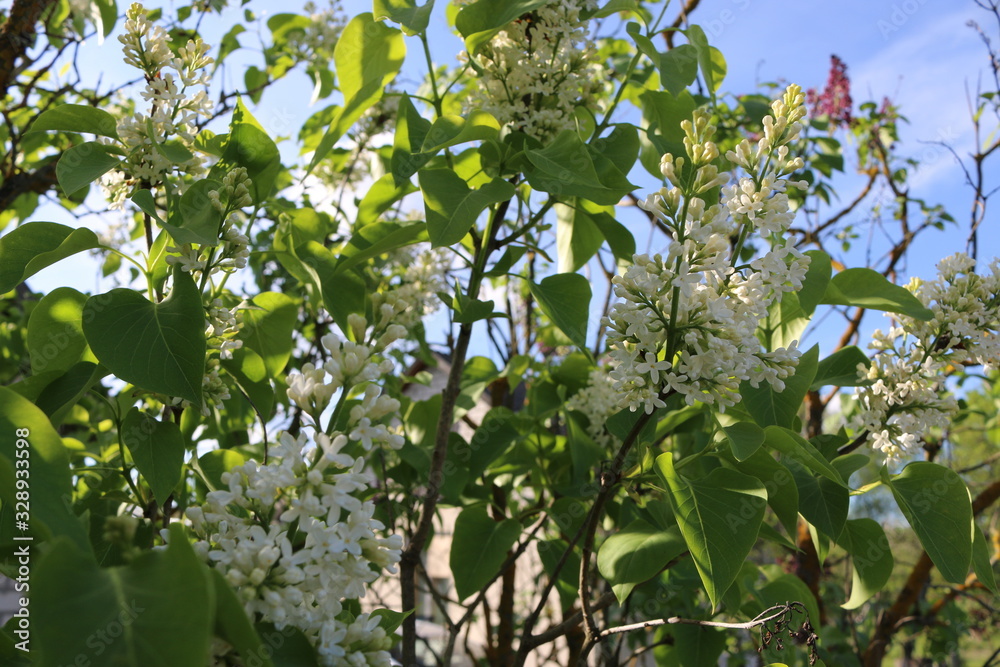 Fototapeta premium apple tree in spring