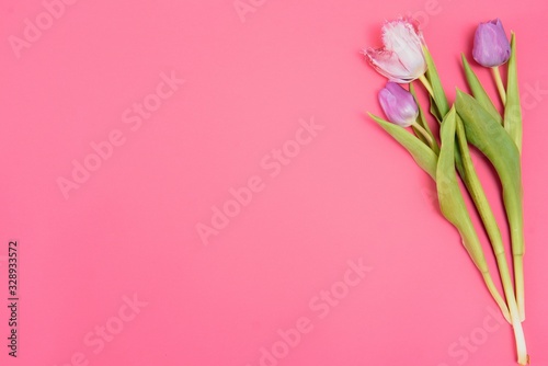 Pink tulips on the pink background. Flat lay, top view. Valentines background. Horizontal,, toned © Serhii