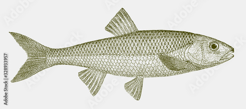 Fallfish semotilus corporalis, freshwater fish native to Eastern North America in side view