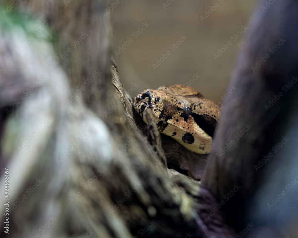 Red Tailed Boa Constrictor in Hiding Red Tailed Boa Constrictor in Hiding