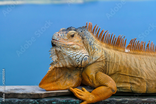 A yellow iguana resting on a wooden fence with Twin Lake in the back  Bali  Indonesia. The animal has very exotic and rare color. It looks dangerous and poisonous. Wild reptile in natural habitat