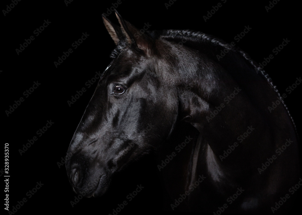 Black PRE (andalucian) horse portrait with long plated mane in freedom isolated on black background with copy space. Banner.