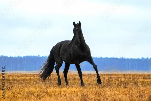 Black andalusian (P.R.E) stallion trotting in a yellow field with blue sky in the background. Animal in motion.