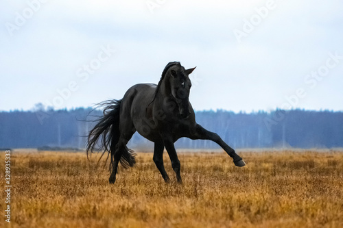 Black andalusian (P.R.E) stallion playing in a yellow field with blue sky in the background. Animal in motion.
