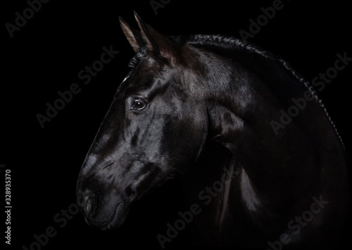 Black PRE  andalucian  horse portrait with long plated mane in freedom isolated on black background with copy space. Banner.