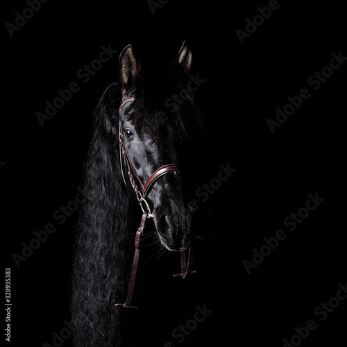Black PRE (andalusian) horse portrait in brown classic leather bridle with reigns isolated on black background.