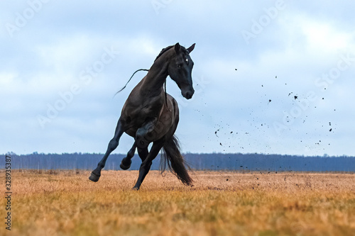 Black andalusian  P.R.E  stallion galloping in a yellow field with blue sky in the background. Animal in motion.