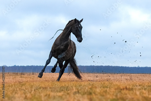 Black andalusian (P.R.E) stallion galloping in a yellow field with blue sky in the background. Animal in motion.