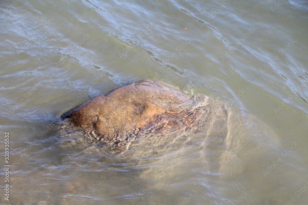 Fototapeta premium Rock In the River, Buena Vista Park, Edmonton, Alberta