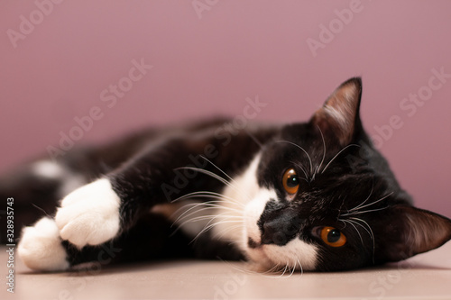 Sad black and white cat lies in the table