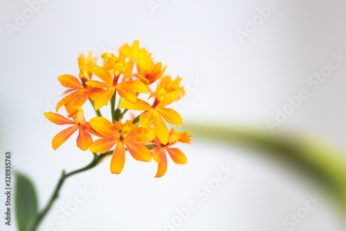 Different looking orange orchid called Epidendrum radicans with beautiful blossoms blooming in umbels photo