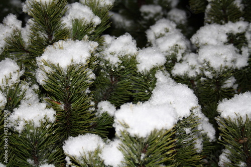 tree, snow, winter, branch, pine, fir, christmas, spruce, nature, frost, green, white, cold, evergreen, forest, needle, ice, blue, plant, season, xmas, needles, coniferous, decoration, december