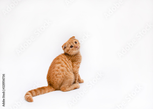 red fold kitten looks up on a white background